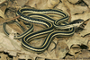 Common Ribbon Snake - Photo (c) Todd Pierson, some rights reserved (CC BY-NC-SA)