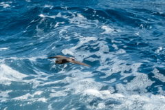 Oceanites gracilis