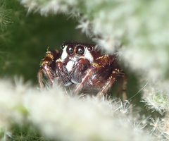 Metaphidippus manni
