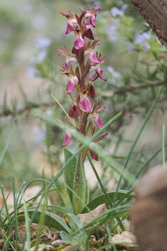 Fan-lipped Orchid