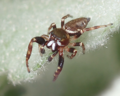 Metaphidippus manni