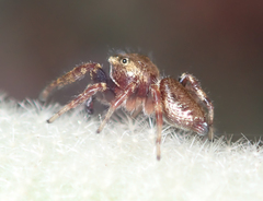 Metaphidippus manni