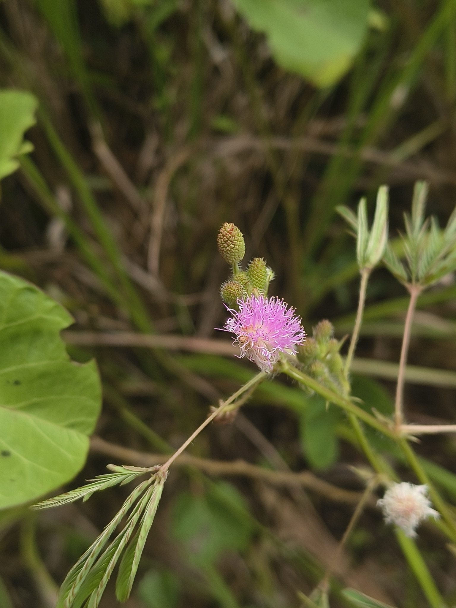 Mimosa pudica