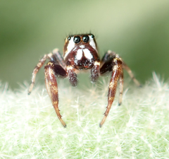 Metaphidippus manni