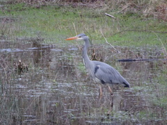 Ardea cinerea