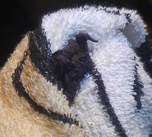 Murciélago mexicano cola suelta observed by mikcuparo