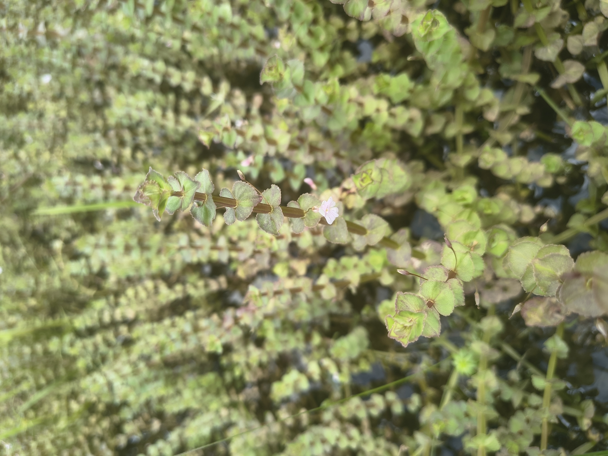 Bacopa aubletiana