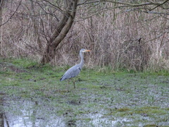 Ardea cinerea