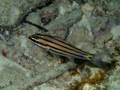 Cheilodipterus isostigma