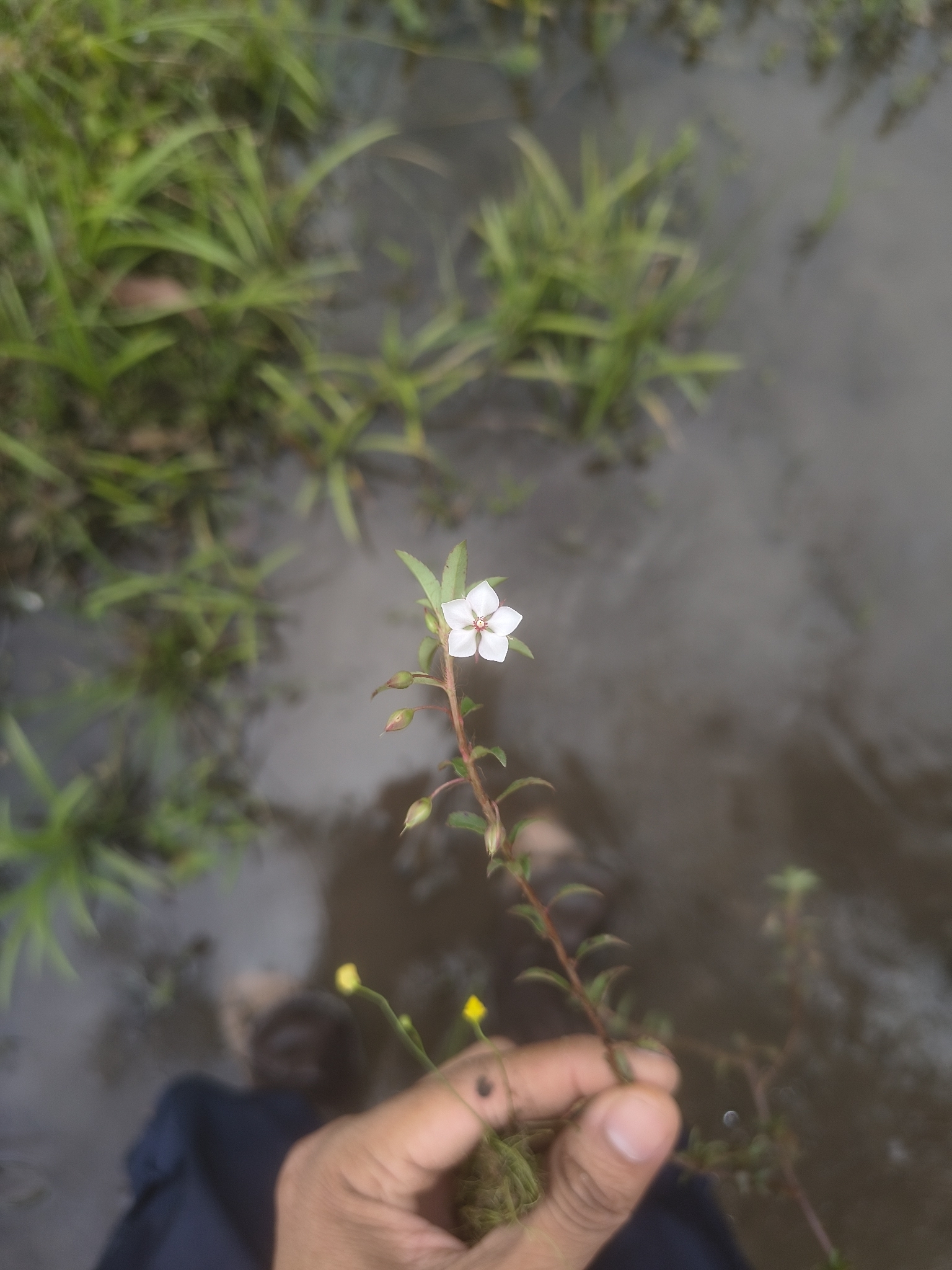 Sauvagesia erecta