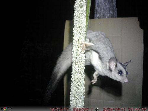 Squirrel Glider
