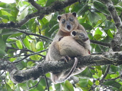 Ornate Cuscus photo 2
