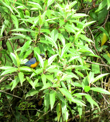 Anisognathus lacrymosus