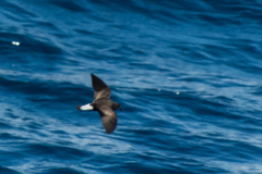 Hydrobates tethys