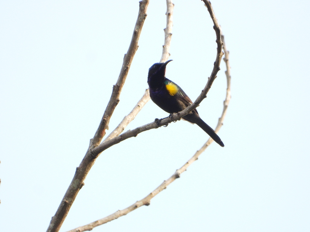Burung-madu bakau (Leptocoma calcostetha)