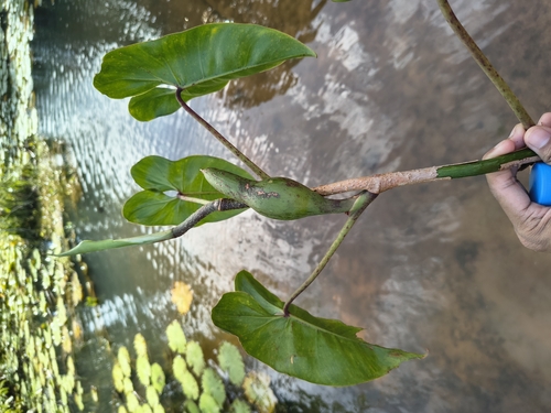 Philodendron muricatum