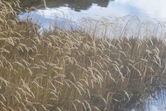 Agrostis magellanica