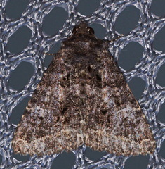 Coxina cinctipalpis