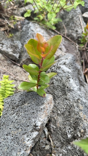 Metrosideros polymorpha observed 2026-04-16