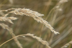 Agrostis magellanica
