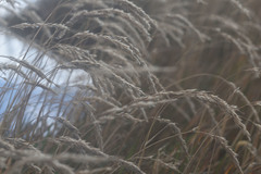 Agrostis magellanica