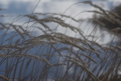 Agrostis magellanica