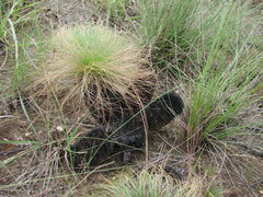 Bulbostylis paradoxa