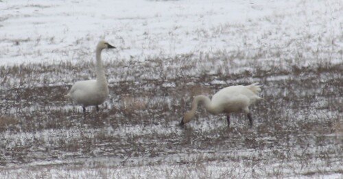 Tundra Swan