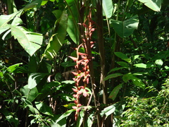 Heliconia pogonantha
