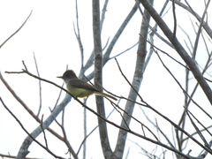 Myiarchus yucatanensis