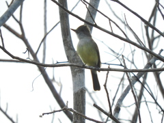 Myiarchus yucatanensis