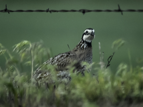 Northern Bobwhite observed by tim-springer