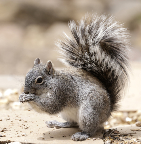 Arizona Gray Squirrel observed by mlodinow