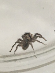 Menemerus bivittatus