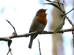 Erithacus rubecula