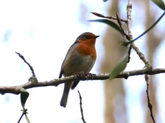 Erithacus rubecula