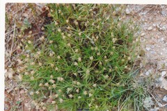 Plantago sempervirens