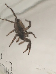 Menemerus bivittatus