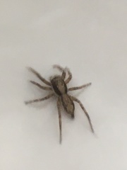 Menemerus bivittatus