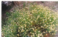 Genista umbellata