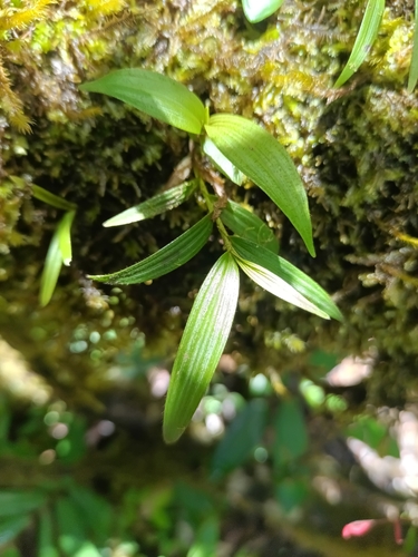 Elleanthus caravata (Aubl.) Rchb.f.