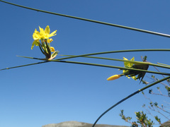 Bobartia longicyma