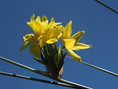 Bobartia longicyma