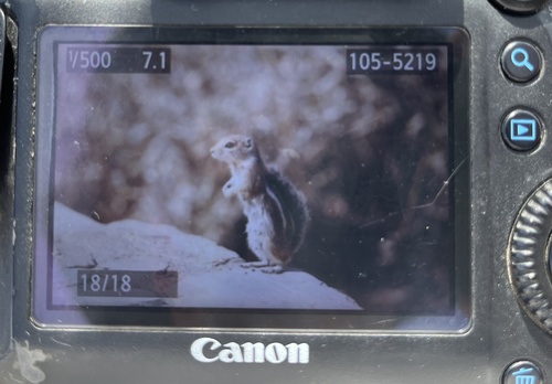 Harris' Antelope Squirrel observed by pattabi