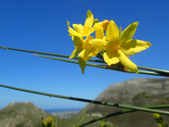 Bobartia longicyma