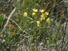 Bobartia longicyma