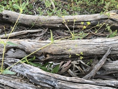 Boerhavia dominii