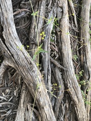 Boerhavia dominii