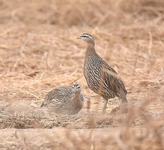 Pternistis bicalcaratus