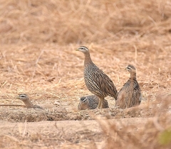 Pternistis bicalcaratus